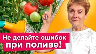 ПОЛИВАЙТЕ ТОМАТЫ ТАК Когда и как правильно поливать томаты чтобы они не болели и хорошо плодоносили