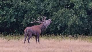 2019 09 08 Damschaufler Junghirsche und Platzhirsch