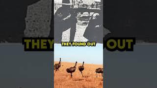 Australia Declared War On Emus...