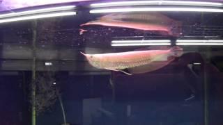 special silver arowana