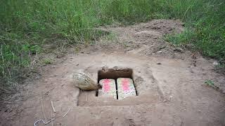 Simple Quail Bird Trap Make From Box With Hole