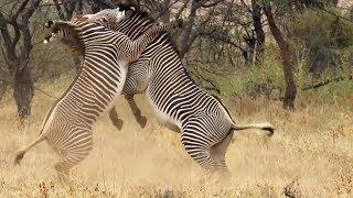 Best of African Animals  Top 5  BBC Earth