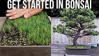 How to Get Started in Bonsai