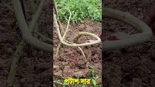 লাউ গাছে স্ত্রী ফুল বৃদ্ধি পাবে ৫ গুণ - মাত্র ২ টি উপাদান দিলে #shorts