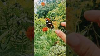 Catching butterfly Beautiful Animal in Beautiful Flowers #butterfly #kupukupu #nature #alam