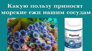 Как спинохромы морских ежей укрепляют сосуды и снижают холестерин. Кому помогают статины.