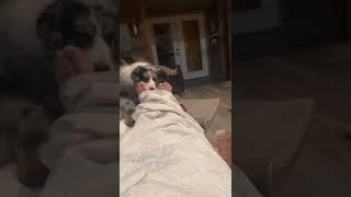 Dog licking feet