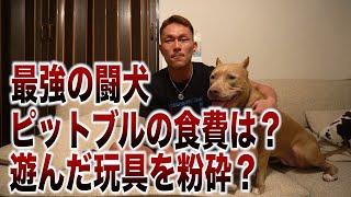 最強の闘犬ピットブルの飼い方