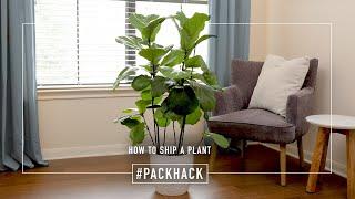 Pack Hack for plants  PODS