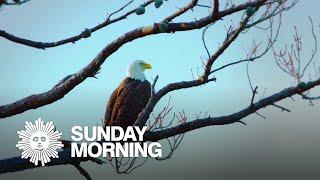 Nature Bald eagle fledglings