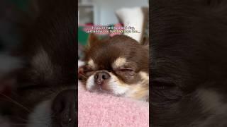 Chihuahua’s Clumsy Fail Moments  everyone has bad days even this perfect little dog 🫶