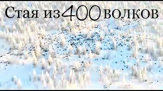 400 Волков в одной стае Якутия