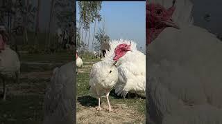 Turkey Bird Farming In India #shorts #poultryfarming