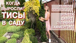 КАК ЖЕ БЕЗ ТИСОВ В САДУ? ВОЙТЕК ДАВИД САММЕРГОЛД СТЕФАНИЯ