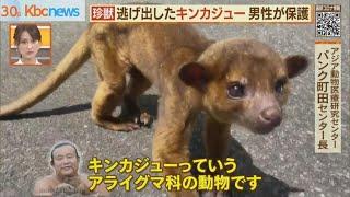 福岡市の山で“珍獣”キンカジュー　なぜ？【シリタカ！】