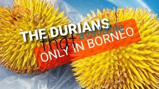 Only In BORNEO  DURIO GRAVIOLENS ■ Durian Isi Merah  Durian Merah ■ Hanya di Borneo