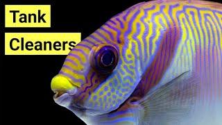 10 Best Saltwater Fish Tank Cleaners