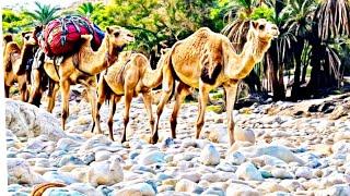 Most Popular Camel Video Desert The Legendary Sikl in Bloomington Village Life