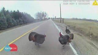 Ada County deputy confronted by three wild turkeys