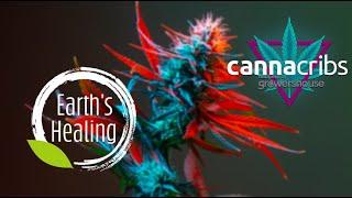 Earths Healing Arizonas Finest Cannabis Cultivation