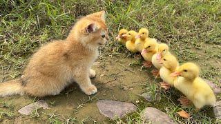 The kitten is so funnytaking the duck to find treasureThe treasure contains delicious food.so cute