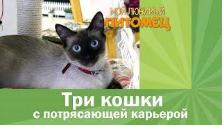 3 кошки с потрясающей карьерой кошка-железнодорожник несостоявшийся политик и блогер