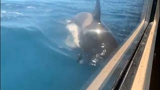 Gefährliches Spiel Killerwale greifen in Portugal Segelboote an
