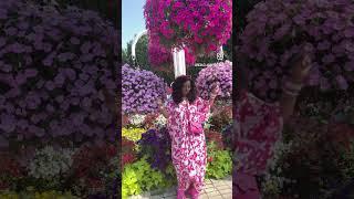 Dubia miracle garden