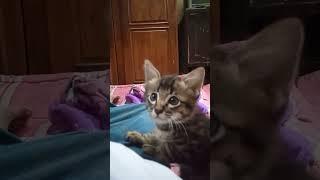 Kucingku lucu #anakkucing #anakkucinglucu