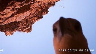 Eagle steals camera from crocodile trap