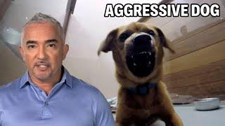 This Dog Is Territorial And Aggressive  Dog Nation Episode 6 - Part 2