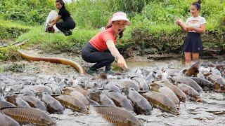 Top video Harvesting fish with nets using water pumps to catch fish and fish traps eel traps.