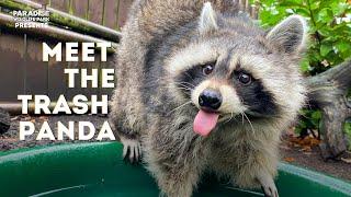 Meet our TRASH PANDA