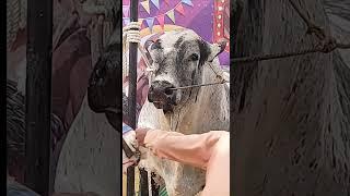 Cow videos #cow #viralvideo