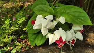 exotic Flora Bleeding heart vine plant