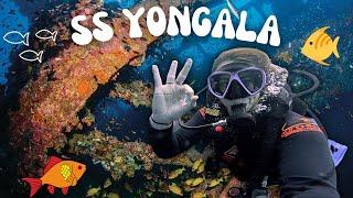 Scuba Diving the SS Yongala Wreck  Best Wreck Dive in the World??