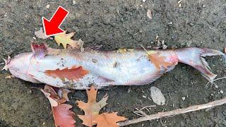 We Brought a Fish Back from the DEAD ZOMBIE FISH RESCUE UNBELIEVABLE
