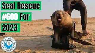 Seal Rescue #600 For 2023