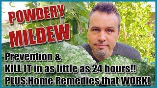Prevent & Treat Powdery Mildew and 4 Home Remedies that Work