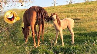 Animals So Cute - Funny Horse Companion #4