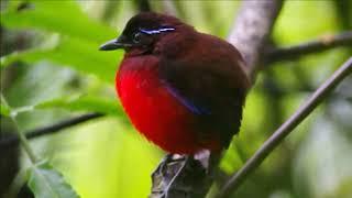 Pita graciosa Erythropitta venusta Vive en Sumatra. Está amenazada por la pérdida de hábitat.