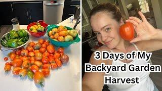 MASSIVE Backyard Garden Harvest  Tomatoes Eggplants and Peppers