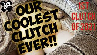 *MOST IMPORTANT clutch EVER at OMalleys* AND its from a Ball Python