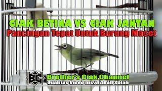 CIAK BETINA VS CIAK JANTANTEPAT UNTUK MANCING KECIAL MACET100% JITU BANGET