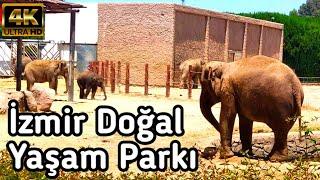 İzmir Doğal Yaşam Parkında Neler Var?  İzmir Türkiye Wildlife Park