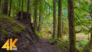 4K Virtual Hike through a Mystic Forest - Pratt River Trail - Scenic Walk Music + Nature Sounds