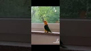 A Bird Listening to Michael Jackson Song