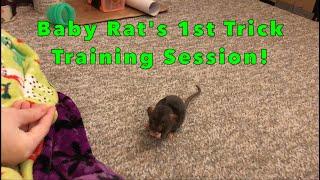 Baby Rats First Trick Training Session