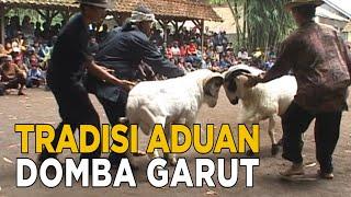 Tradisi adu domba garut harus dilestarikan  JELAJAH