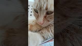 OYENG CAT#shorts #youtubeshorts